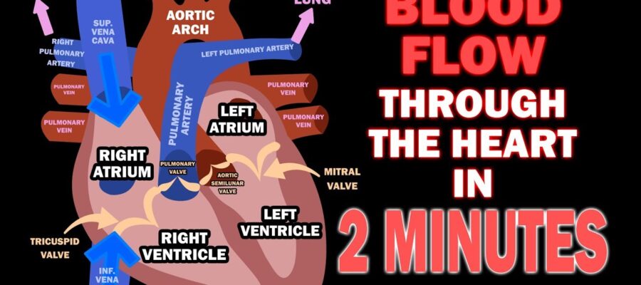 What is the flow of blood through the heart and lungs