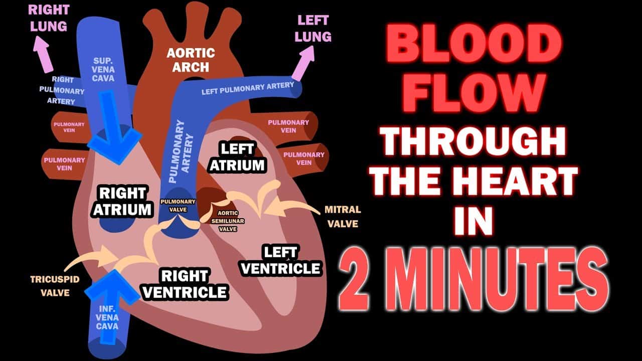 What is the flow of blood through the heart and lungs